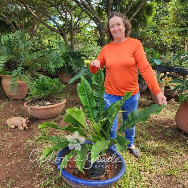 Folhagem - Filodendro Auriculata - Philodendron - Apolonia Grade