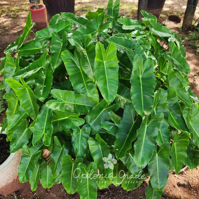 Folhagem - Filodendro Burle - Marxii - Philodendron - Apolonia Grade