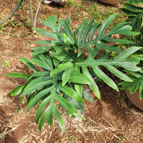 Folhagem - Filodendro elegans - Philodendron - Apolonia Grade