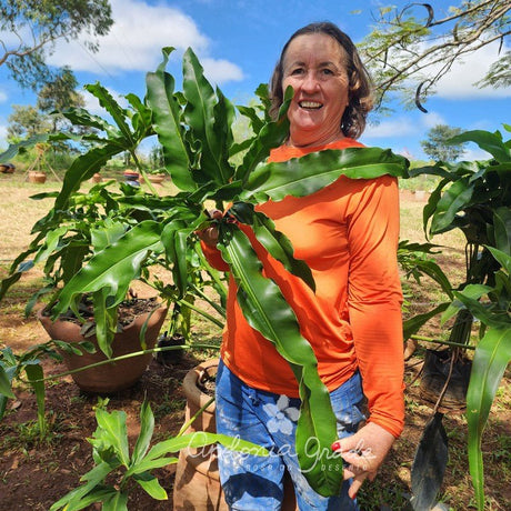 Folhagem - Filodendro híbrido de Goeldii - Philodendron - Apolonia Grade