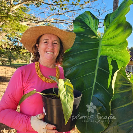 Folhagem - Filodendro Imperiales - Philodendron - Apolonia Grade