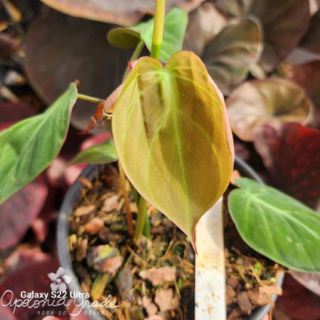 Folhagem - Filodendro Micans - Philodendron - Apolonia Grade