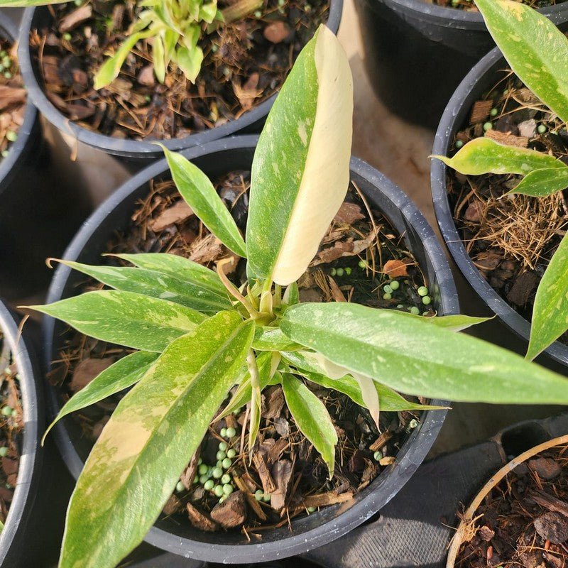 Folhagem - Filodendro Narrow Ring of Fire - Estreito Anel de Fogo - Philodendron - Apolonia Grade