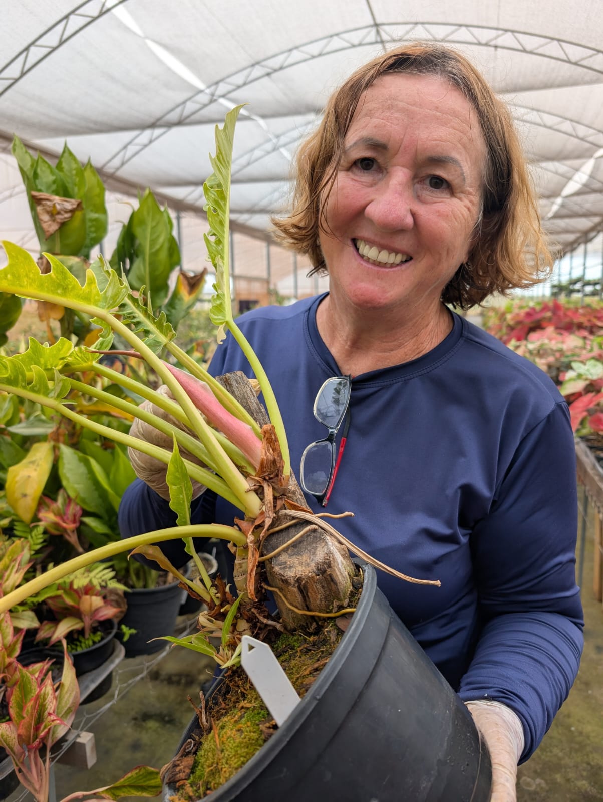 Folhagem - Filodendro Narrow Ring of Fire - Estreito Anel de Fogo - Philodendron - Apolonia Grade