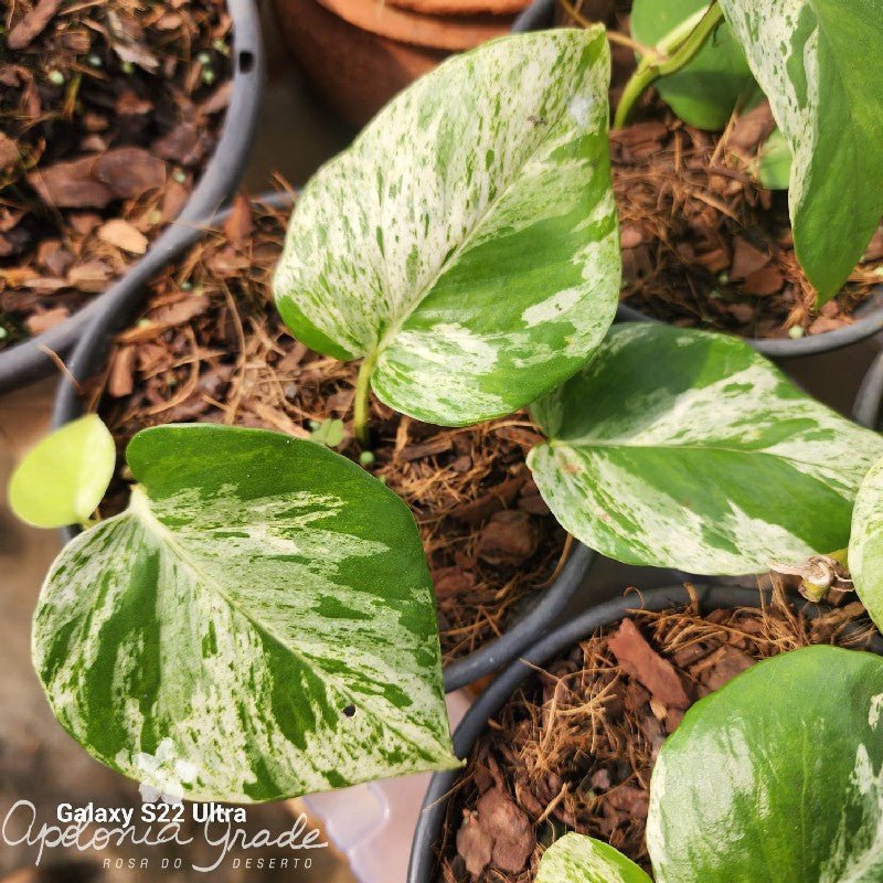 Folhagem - Filodendro Variegato - Philodendrum - Apolonia Grade