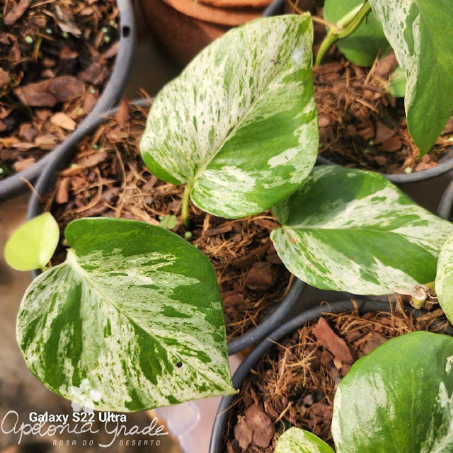 Folhagem - Filodendro Variegato - Philodendrum - Apolonia Grade