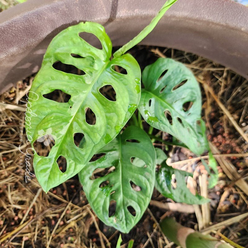 Folhagem - Monstera adansonii = Costela de Eva - Apolonia Grade