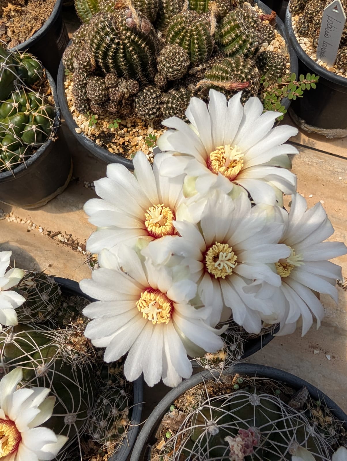 GYMNOCALYCIUM MESOPOTAMICUM - Apolonia Grade