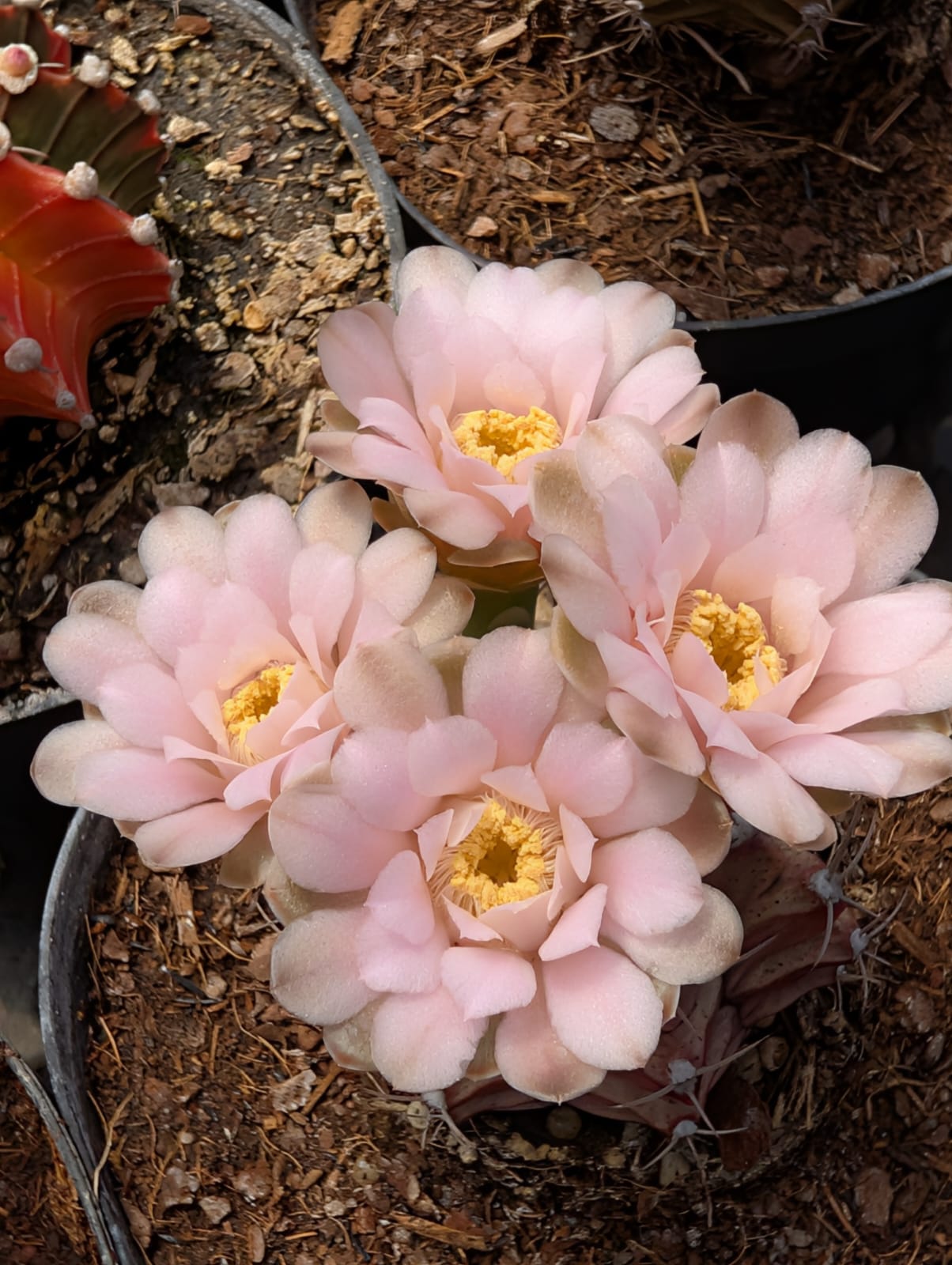 GYMNOCALYCIUM MIHANOVICHII - Apolonia Grade