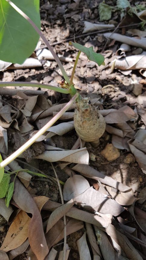 JATROPHA PODAGRICA - Apolonia Grade