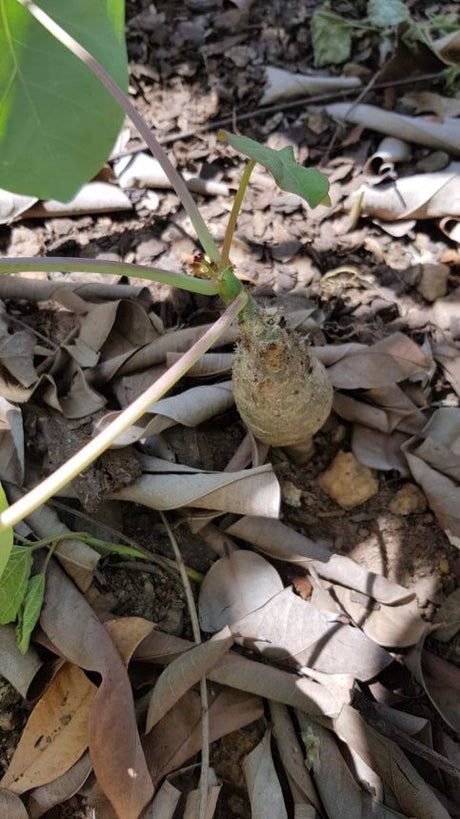 JATROPHA PODAGRICA - Apolonia Grade