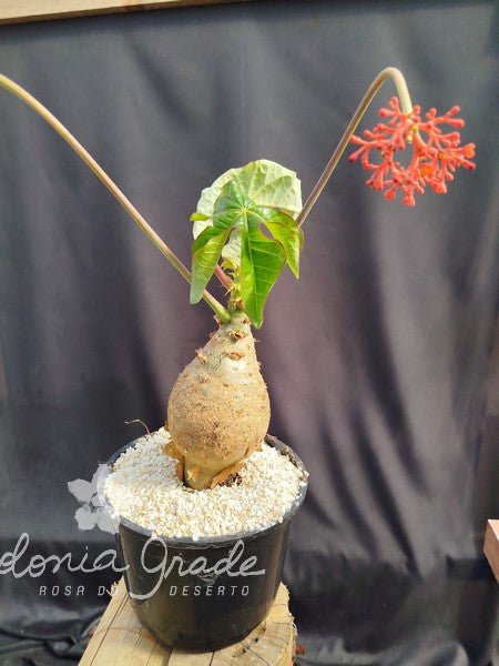 JATROPHA PODAGRICA - Muda GG - Apolonia Grade