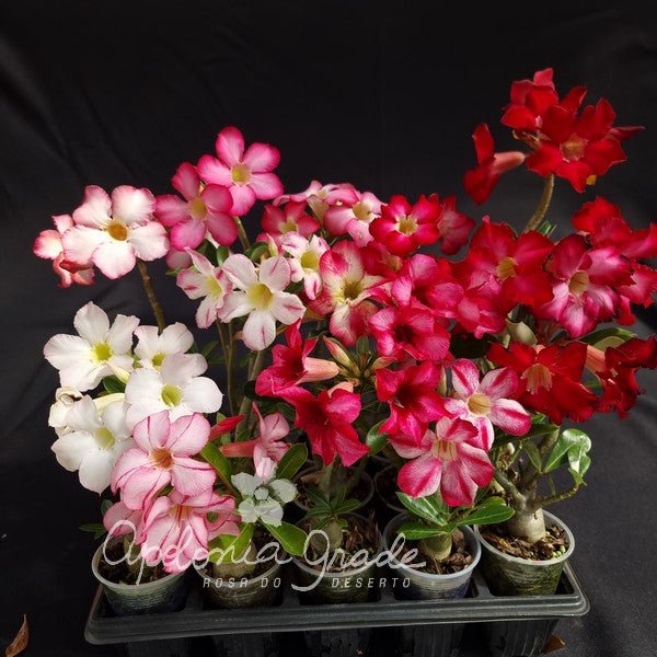 KIT ENCANTO OCULTO | ROSAS DO DESERTO BABY - Apolonia Grade