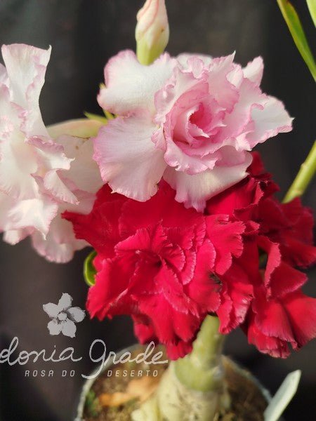 MAIS COR - Dó c/ Merengue - Apolonia Grade