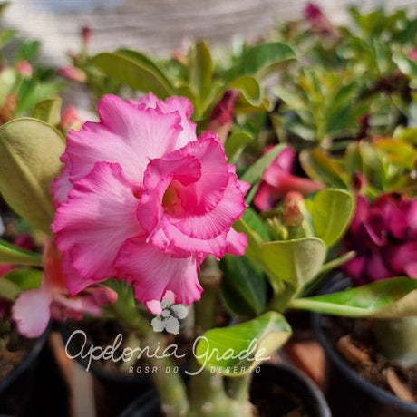 MAIS COR - Dolce Vitta C/ Purpura - Apolonia Grade