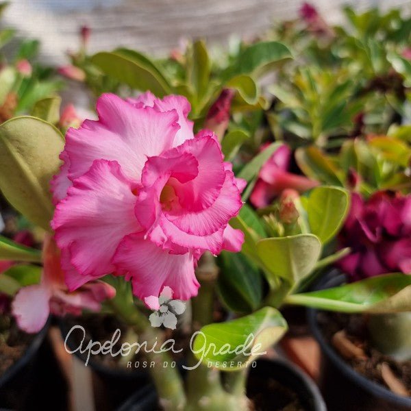 MAIS COR - Dolce Vitta C/ Purpura - Apolonia Grade