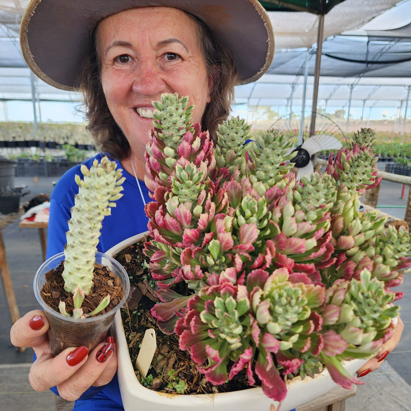 MONADENIUM VARIEGATO (EUPHORBIACEAE) - Apolonia Grade