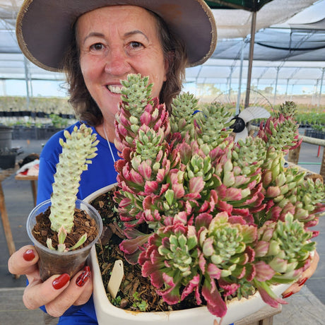 MONADENIUM VARIEGATO (EUPHORBIACEAE) - Apolonia Grade