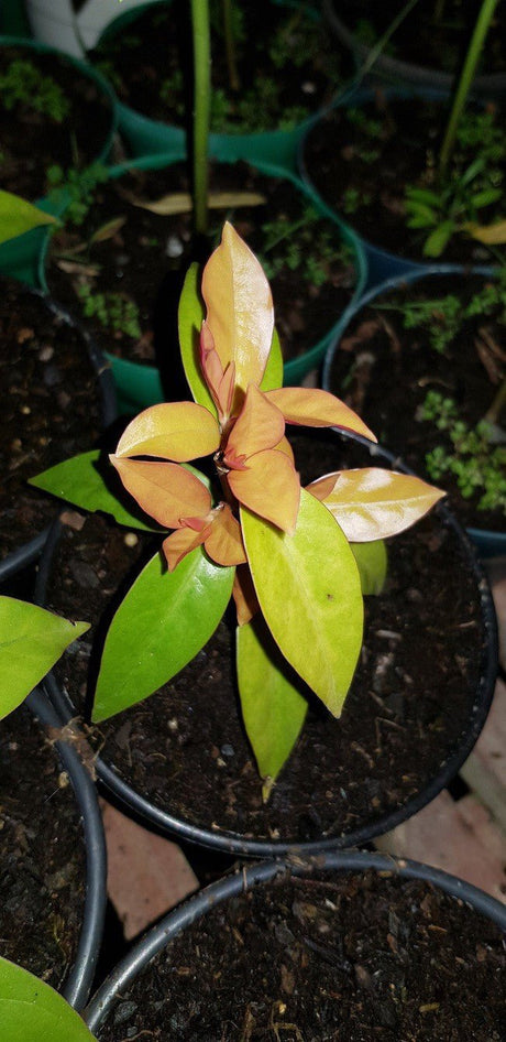 ORA PRO NOBIS - PERESKIA GODSEFFIANA RNC 00024571 - Apolonia Grade