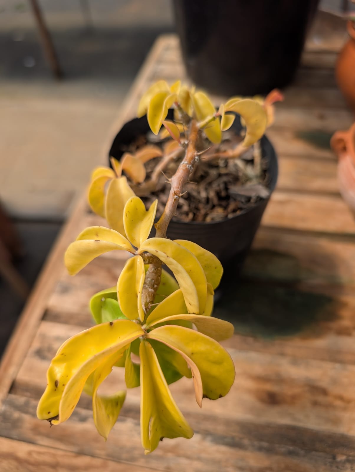 ORA PRO NOBIS - PERESKIA GODSEFFIANA RNC 00024571 - Apolonia Grade