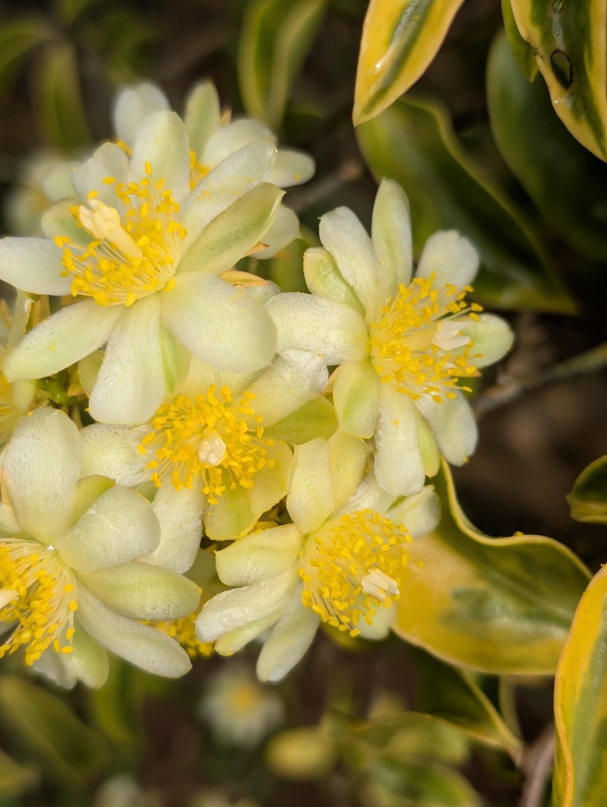 ORA PRO NOBIS VARIEGATA - PERESKIA GODSEFFIANA RNC 00024571 - Apolonia Grade
