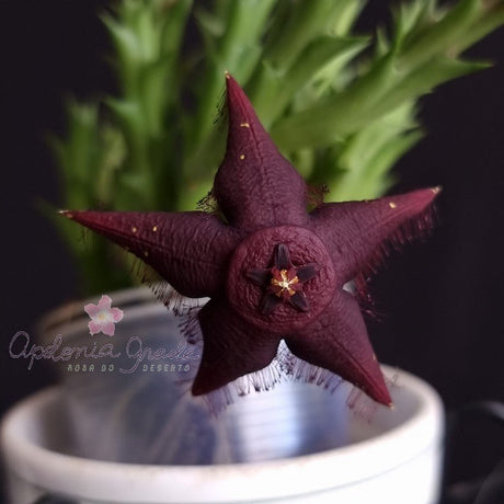 ORBEA DOLDII CLONE MULATA - CACTO ESTRELA - FEDIDINHA - Apolonia Grade