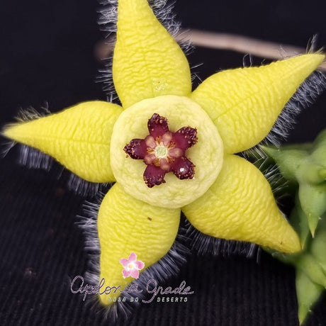 ORBEA SEMOTA - CACTO ESTRELA - FEDIDINHA - Apolonia Grade