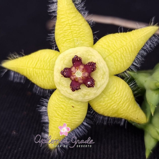 ORBEA SEMOTA - CACTO ESTRELA - FEDIDINHA - Apolonia Grade