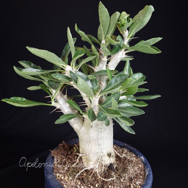 PACHYCAULE = PACHYPODIUM SAUNDERSII - Apolonia Grade