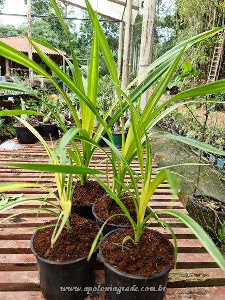 PANDANUS VARIEGATO - Apolonia Grade