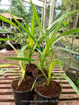 PANDANUS VARIEGATO - Apolonia Grade