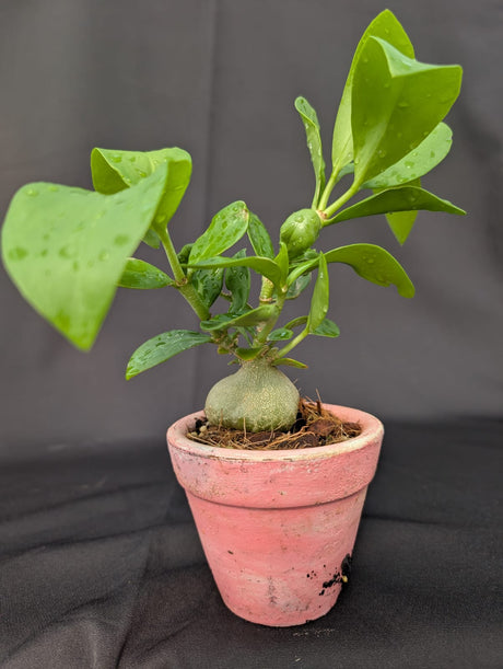 PLANTA FORMIGUEIRO | PLANTA MÉDIA - vaso rosa - Apolonia Grade