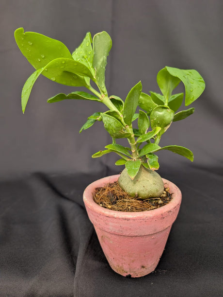 PLANTA FORMIGUEIRO | PLANTA MÉDIA - vaso rosa - Apolonia Grade