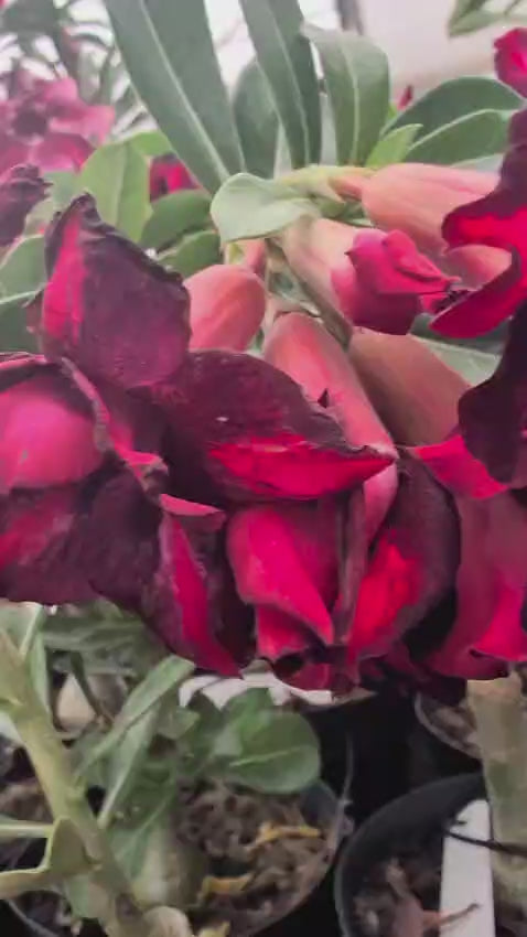 ROSA DO DESERTO BLACK SHODU | MULTIPÉTALAS  PERFUMADA