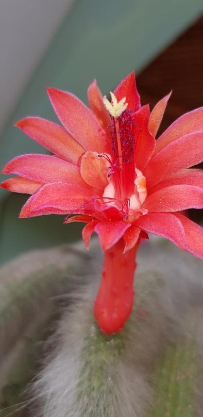 RABO DE MACACO Cacto - Apolonia Grade