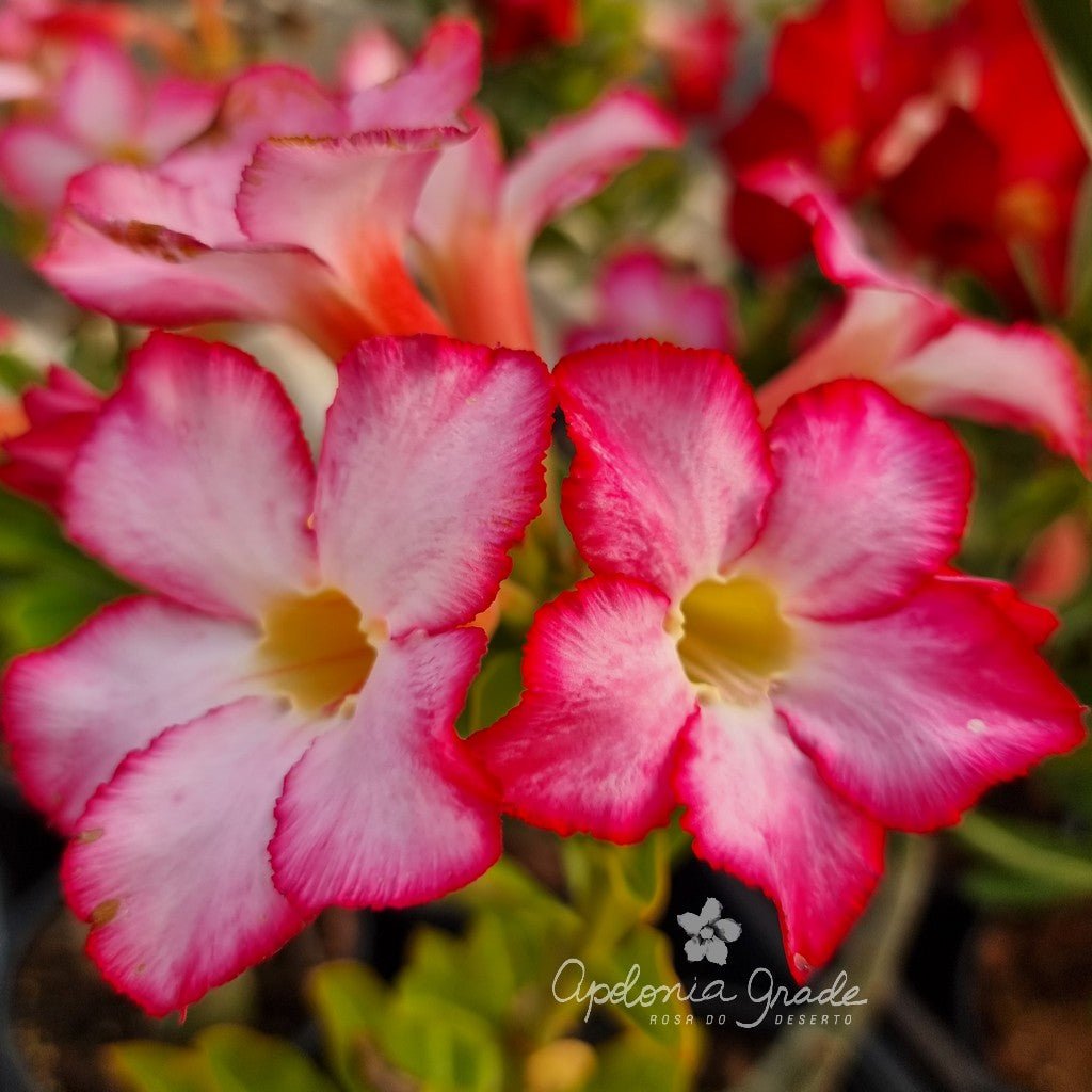 RD FLOR ROSAS DELICADAS, SINGELA - Apolonia Grade
