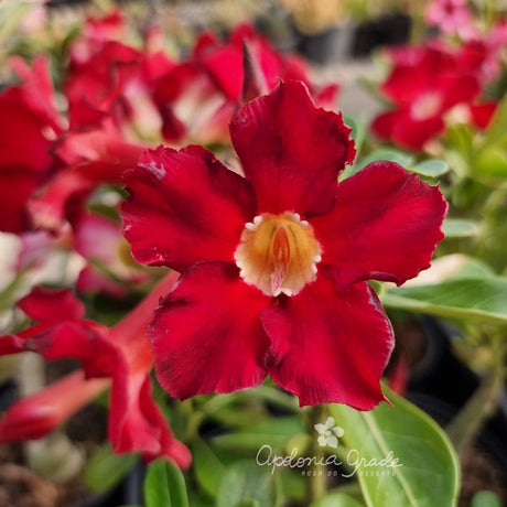 RD FLOR VERMELHOS INTENSOS, SINGELA - Apolonia Grade
