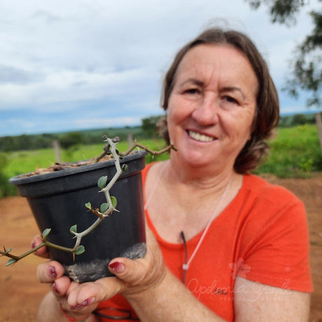 Renda do Tempo - Apolonia Grade