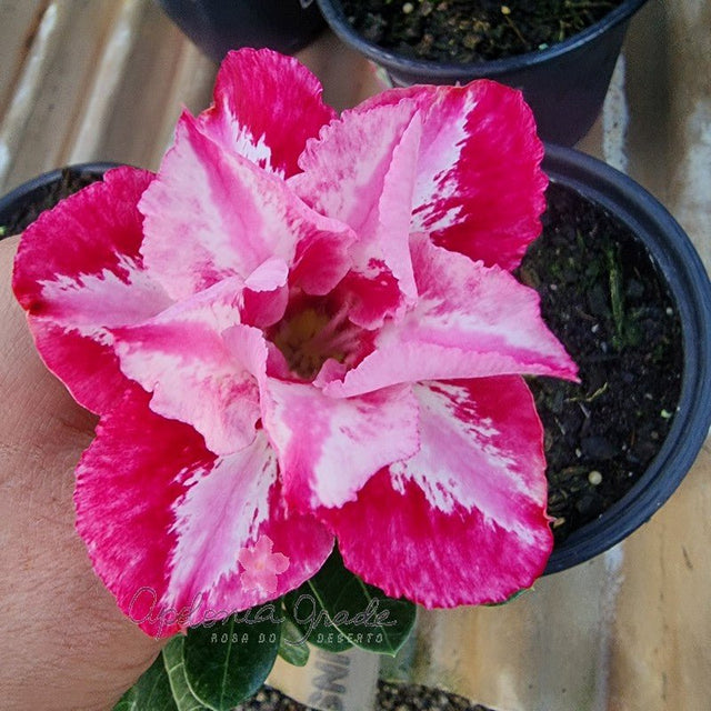 ROSA DO DESERTO 048 | DOBRADA - Apolonia Grade