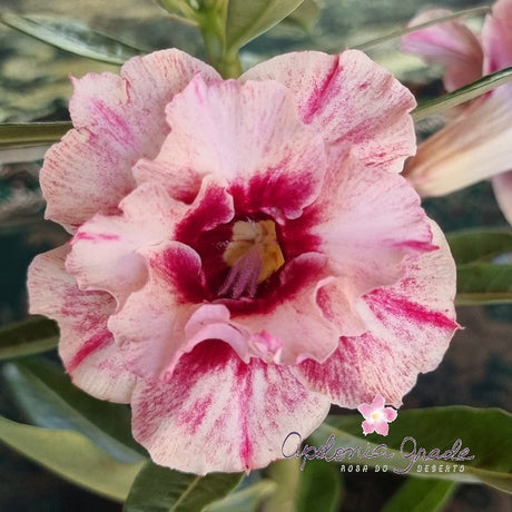 ROSA DO DESERTO 114 | MULTIPÉTALAS - Apolonia Grade