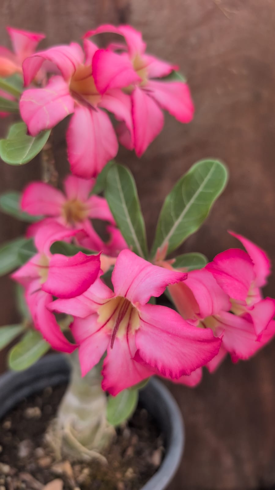 ROSA DO DESERTO 29 - Apolonia Grade