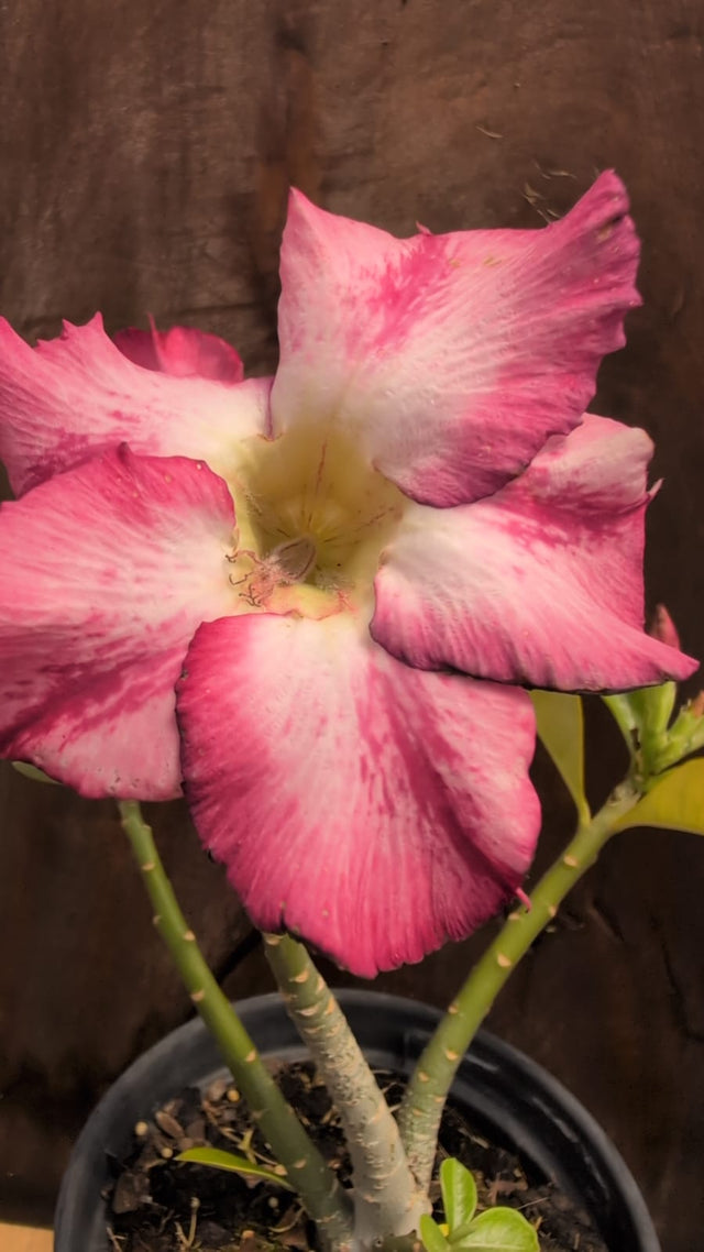 ROSA DO DESERTO 32 - Apolonia Grade