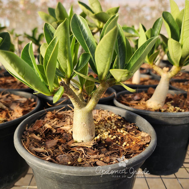 ROSA DO DESERTO ADENIUM BONSAI - Apolonia Grade