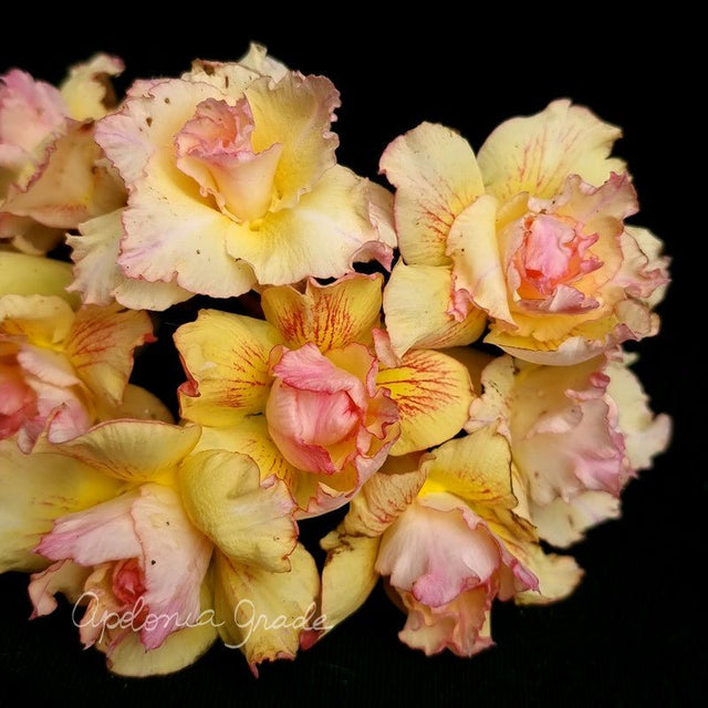 ROSA DO DESERTO AMARILINDA | MULTIPÉTALAS - Apolonia Grade