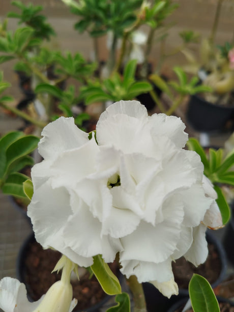 rosa do deserto ANILHA - Apolonia Grade