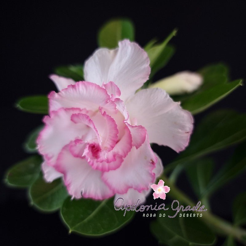 ROSA DO DESERTO ANNA CLARA | MULTIPÉTALA - Apolonia Grade