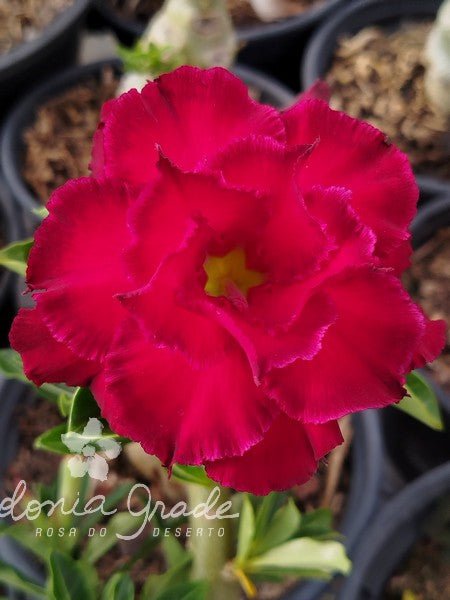 ROSA DO DESERTO ANTARES | MULTIPÉTALAS | 2 ENXERTOS - Apolonia Grade
