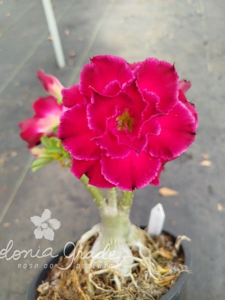 ROSA DO DESERTO ANTARES | MULTIPÉTALAS - Apolonia Grade