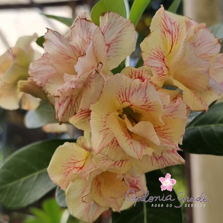 ROSA DO DESERTO APANHADOR DE SONHOS | MULTIPÉTALAS - Apolonia Grade