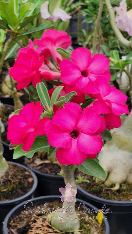 ROSA DO DESERTO APPLE| DOBRADA - Apolonia Grade